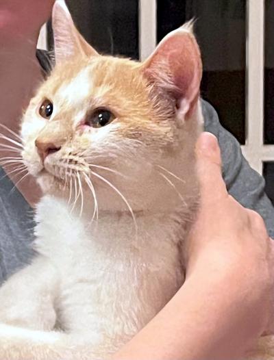Enlarge Beth, a ADOPTABLE Domestic Short Hair in Mississauga, ON image 6/6