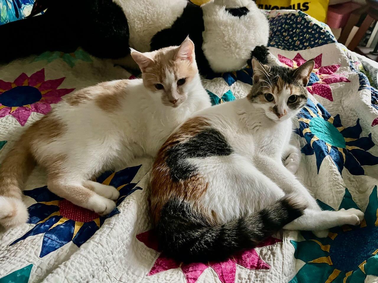 Enlarge Beth, a ADOPTABLE Domestic Short Hair in Mississauga, ON image 3/6
