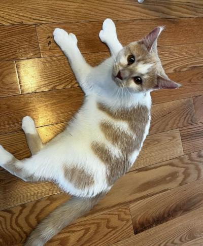Enlarge Beth, a ADOPTABLE Domestic Short Hair in Mississauga, ON image 2/6