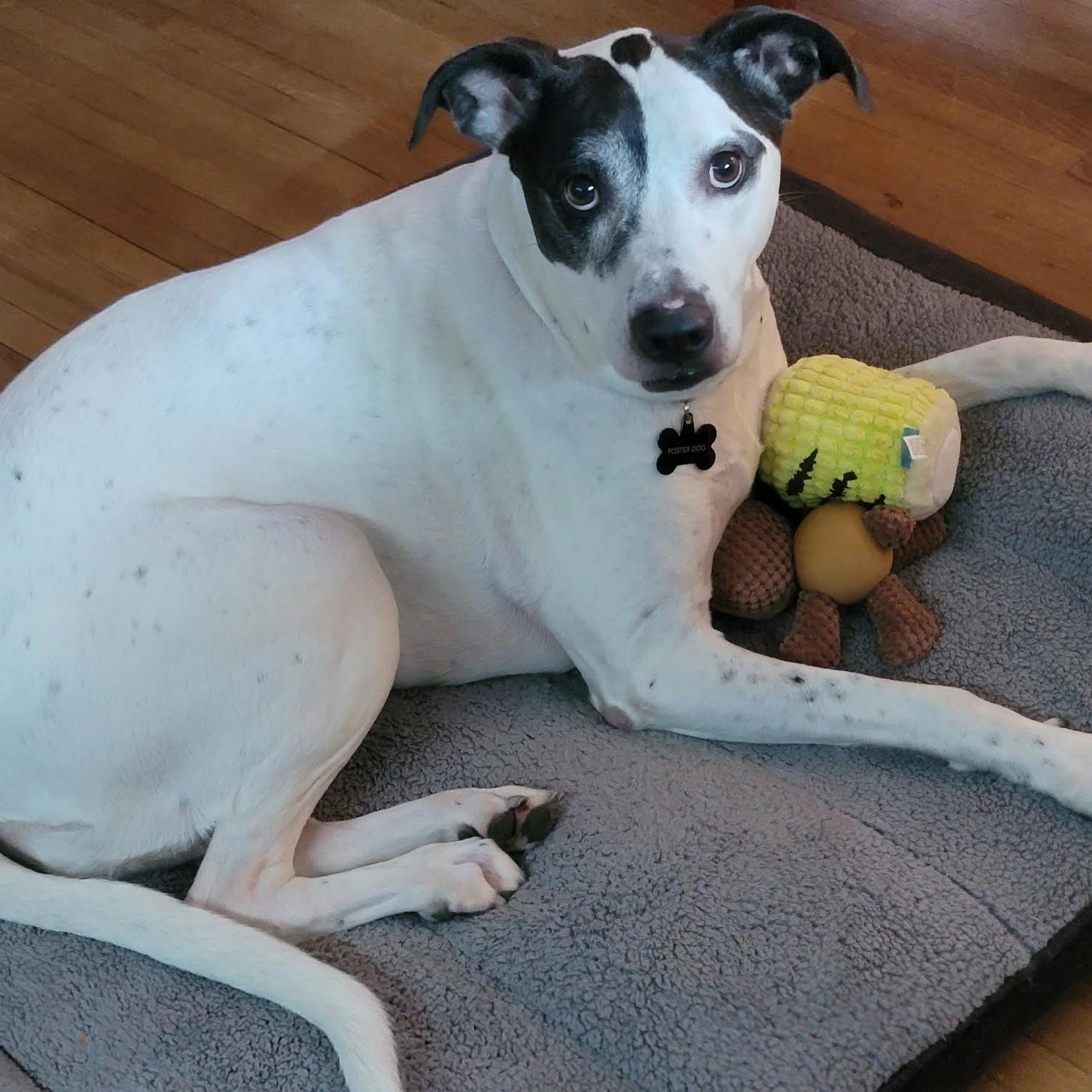 Enlarge Eve, a Adoptable mixed breed in Monticello, IA image 6/6