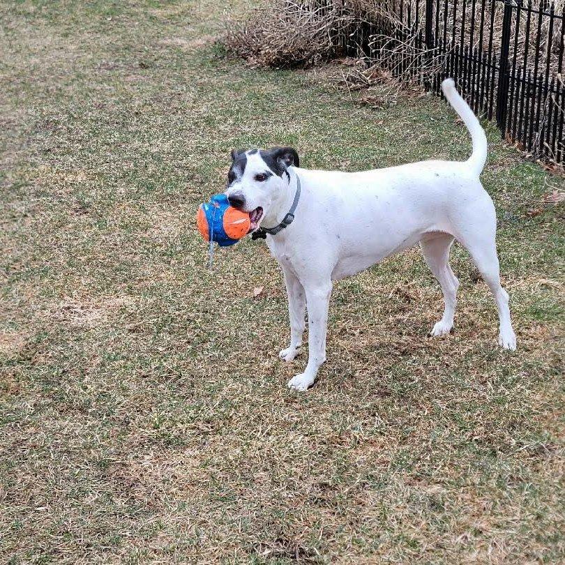 Enlarge Eve, a Adoptable mixed breed in Monticello, IA image 5/6