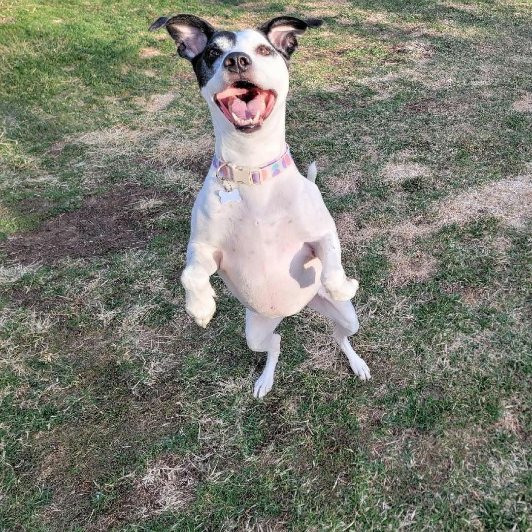 Enlarge Eve, a Adoptable mixed breed in Monticello, IA image 4/6