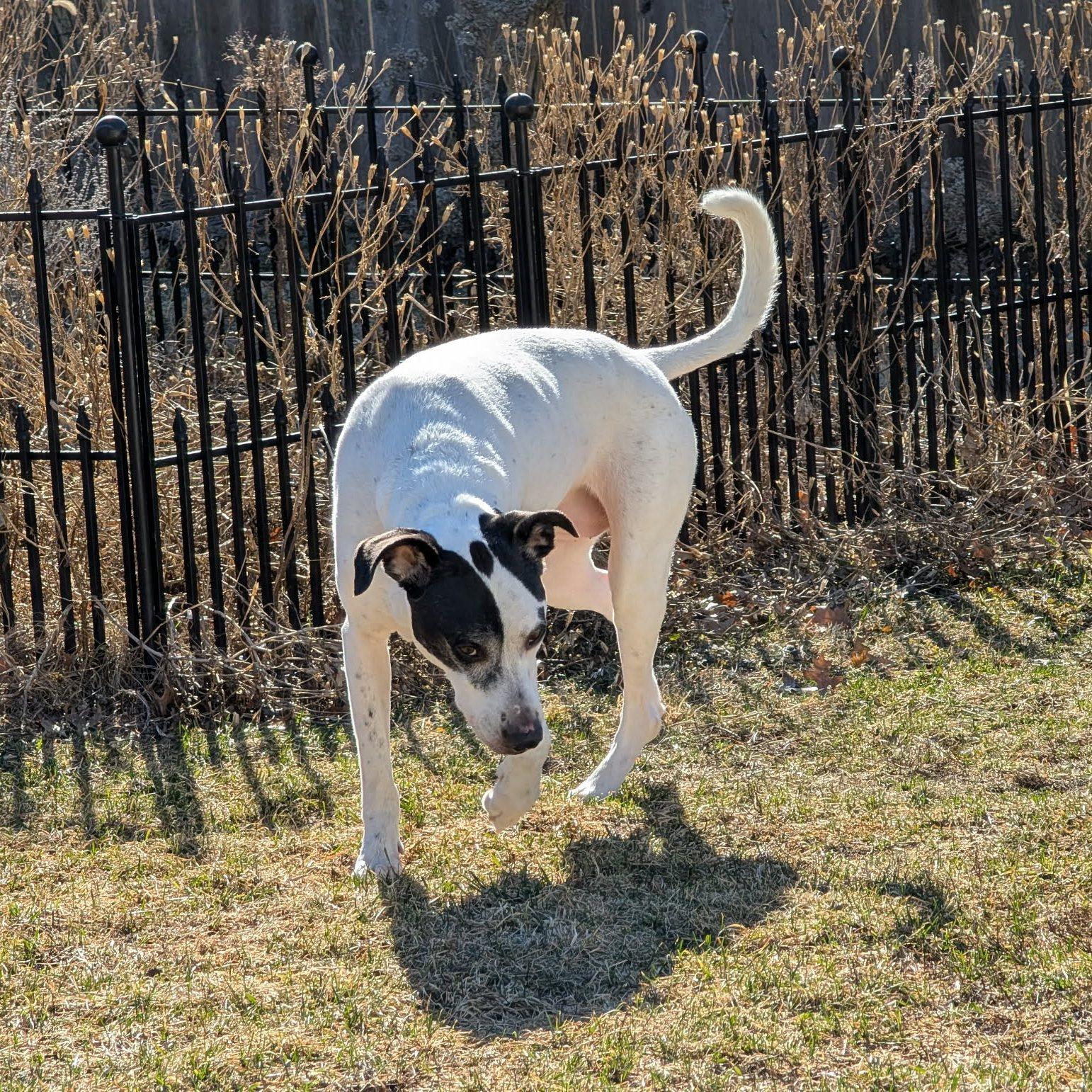Enlarge Eve, a Adoptable mixed breed in Monticello, IA image 3/6