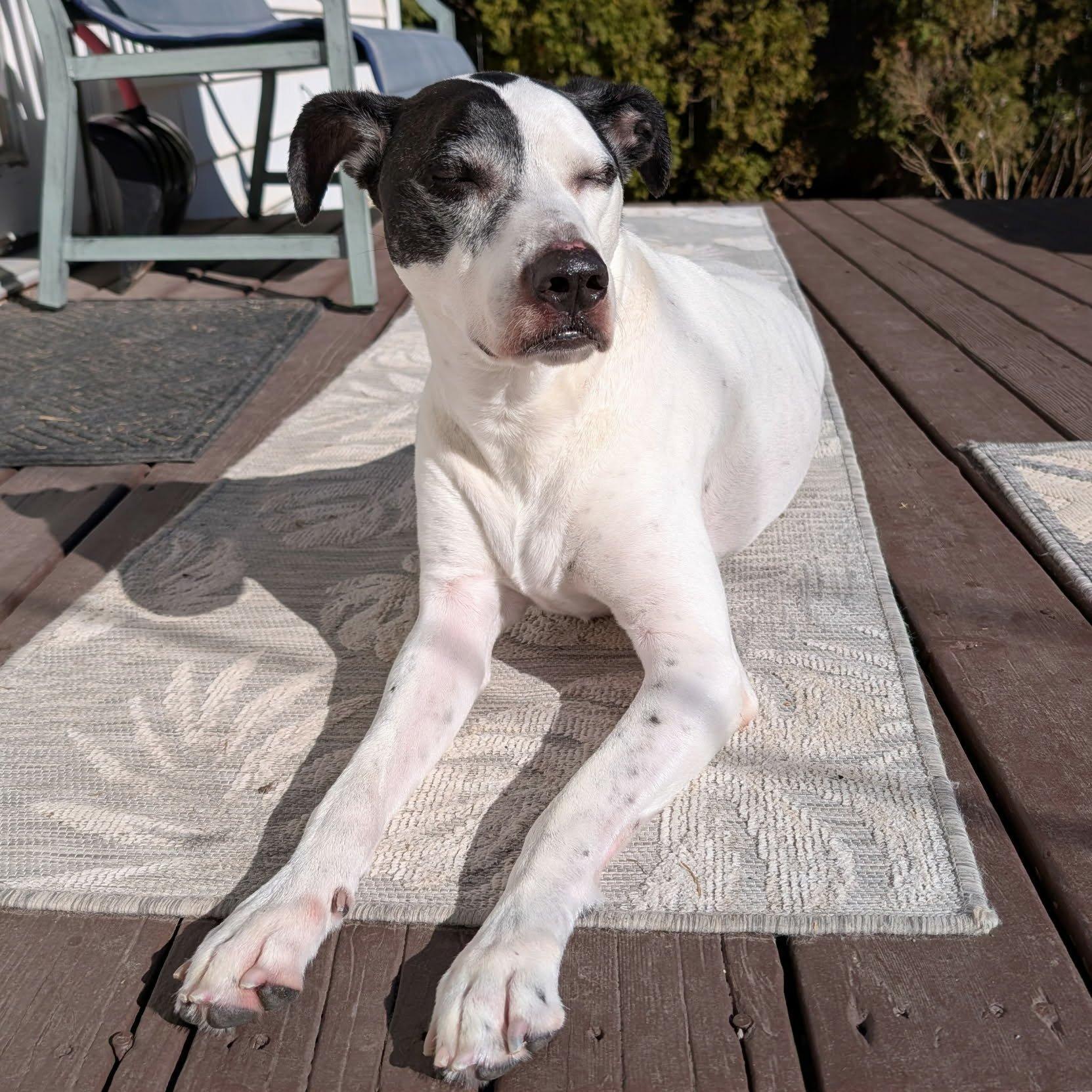Enlarge Eve, a Adoptable mixed breed in Monticello, IA image 1/6