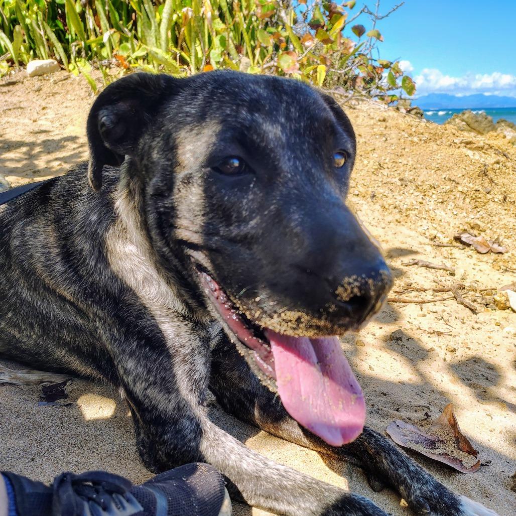Enlarge Sofia Marie " Sofi", a Adoptable Mixed Breed in Vieques, PR image 1/6