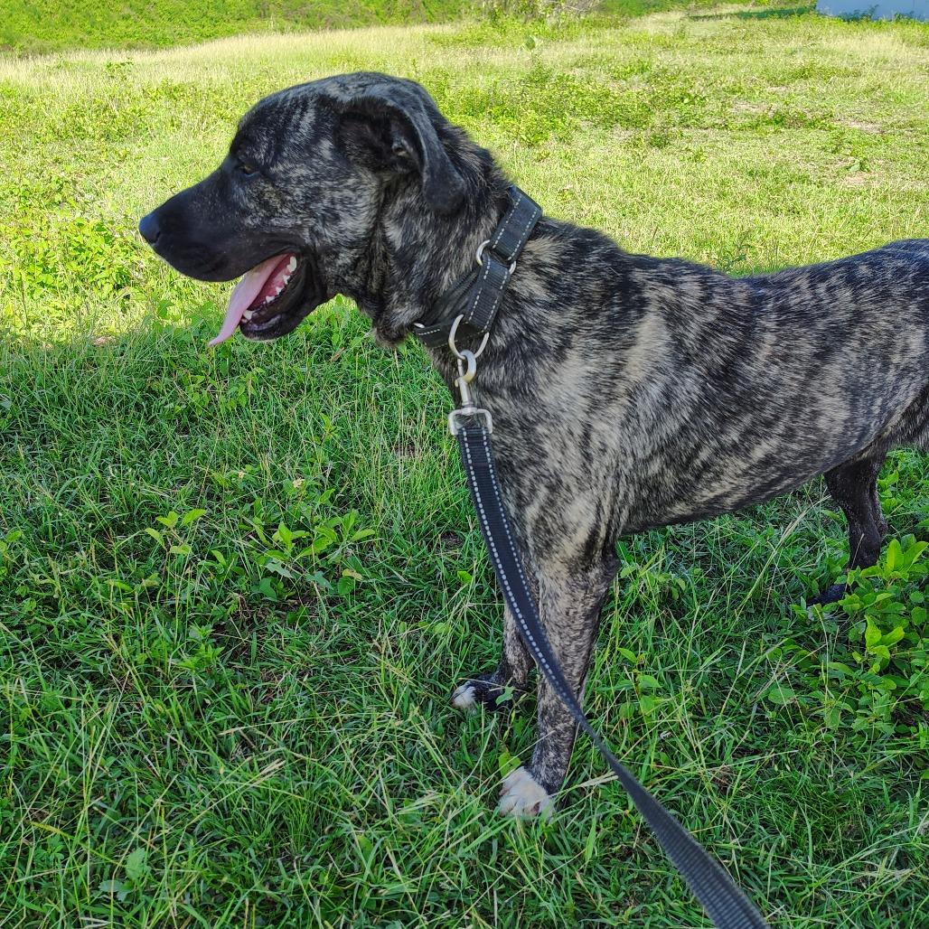 Enlarge Sofia Marie " Sofi", a Adoptable Mixed Breed in Vieques, PR image 1/6