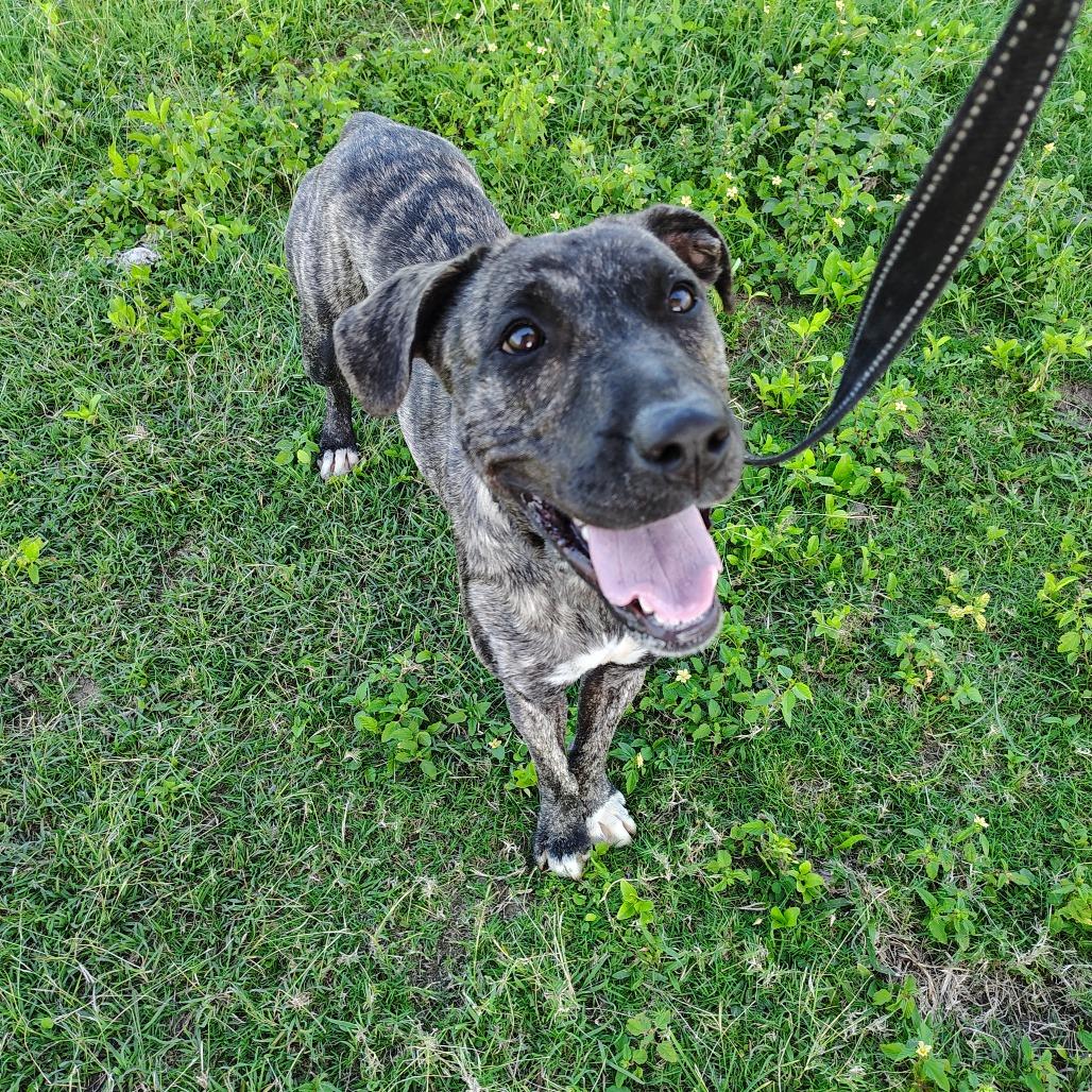 Sofia Marie " Sofi", Adoptable, Adult Female Mixed Breed.