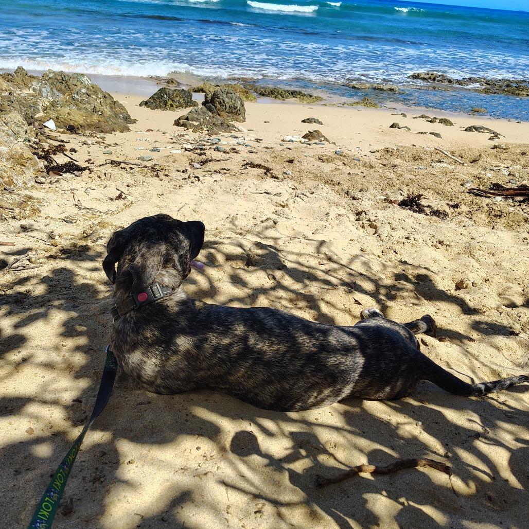 Enlarge Sofia Marie " Sofi", a Adoptable Mixed Breed in Vieques, PR image 4/6
