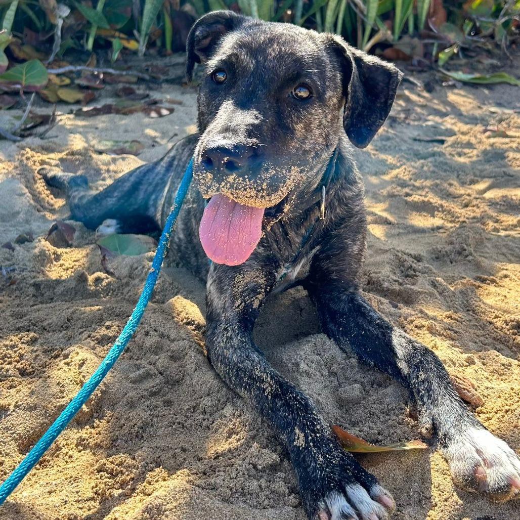 Enlarge Sofia Marie " Sofi", a Adoptable Mixed Breed in Vieques, PR image 5/6