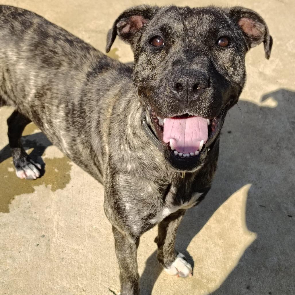 Enlarge Sofia Marie " Sofi", a Adoptable Mixed Breed in Vieques, PR image 6/6