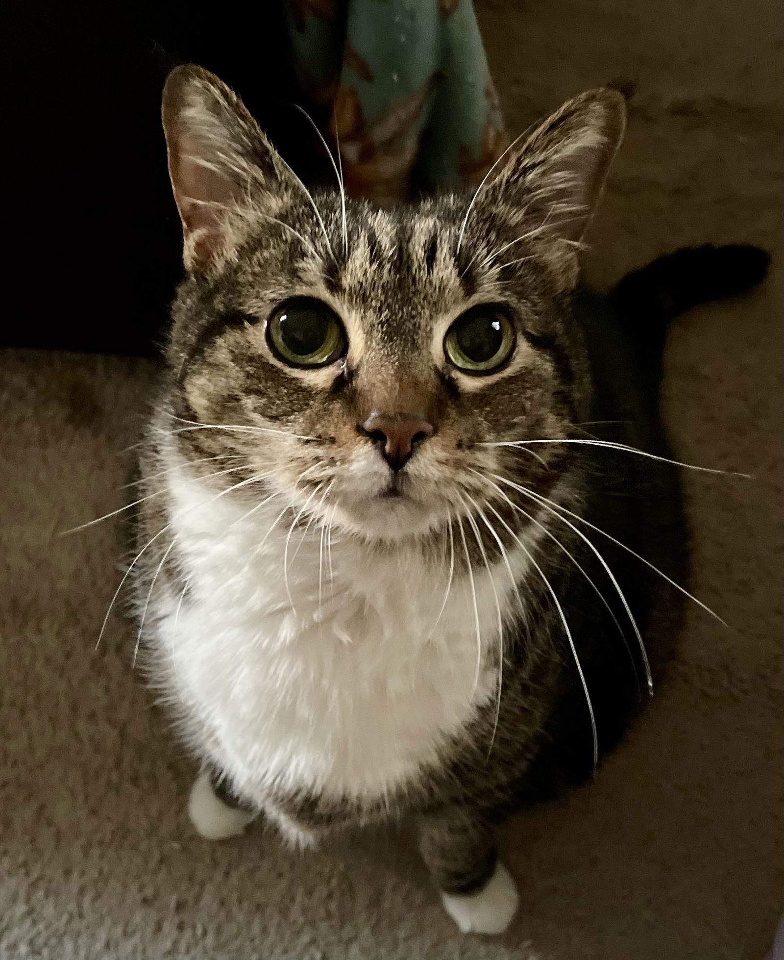 Melody, Adoptable, Senior Female Domestic Short Hair.