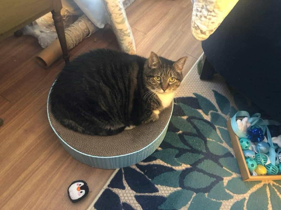 Enlarge Melody, a Adoptable Domestic Short Hair in Harrisburg, PA image 2/3