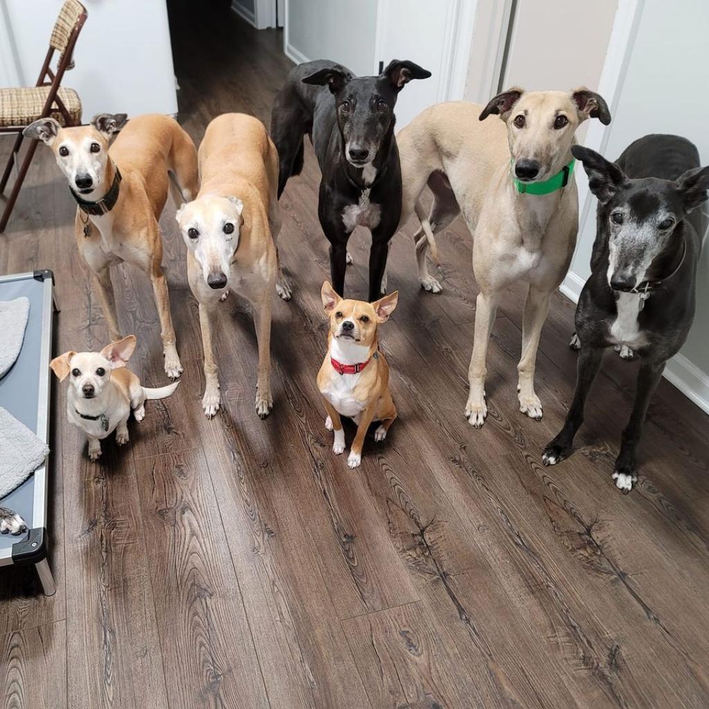 Enlarge Jeppson, a Adoptable mixed breed in Chicago, IL image 2/6