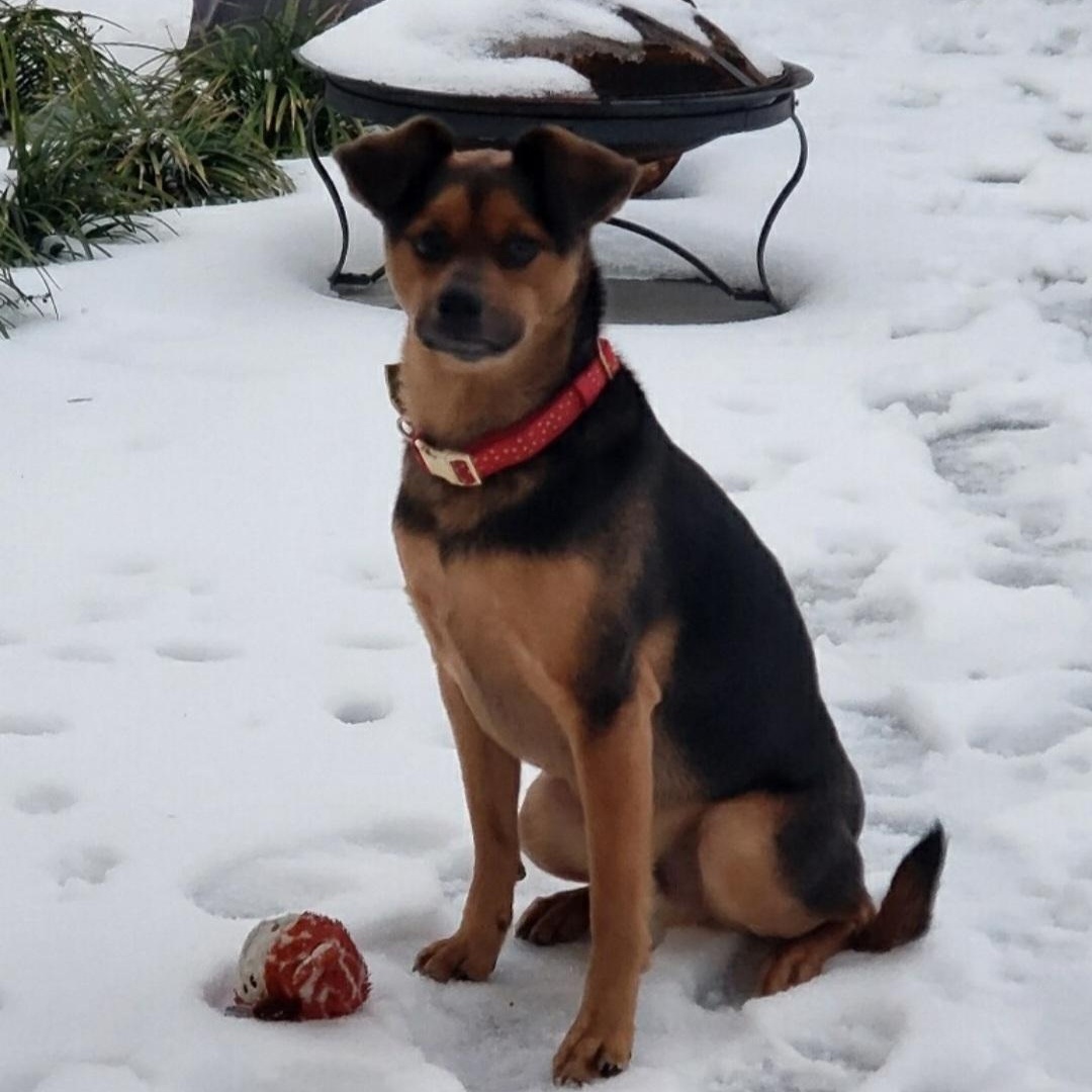 Guido, ADOPTABLE, Adult Male German Shepherd Dog.