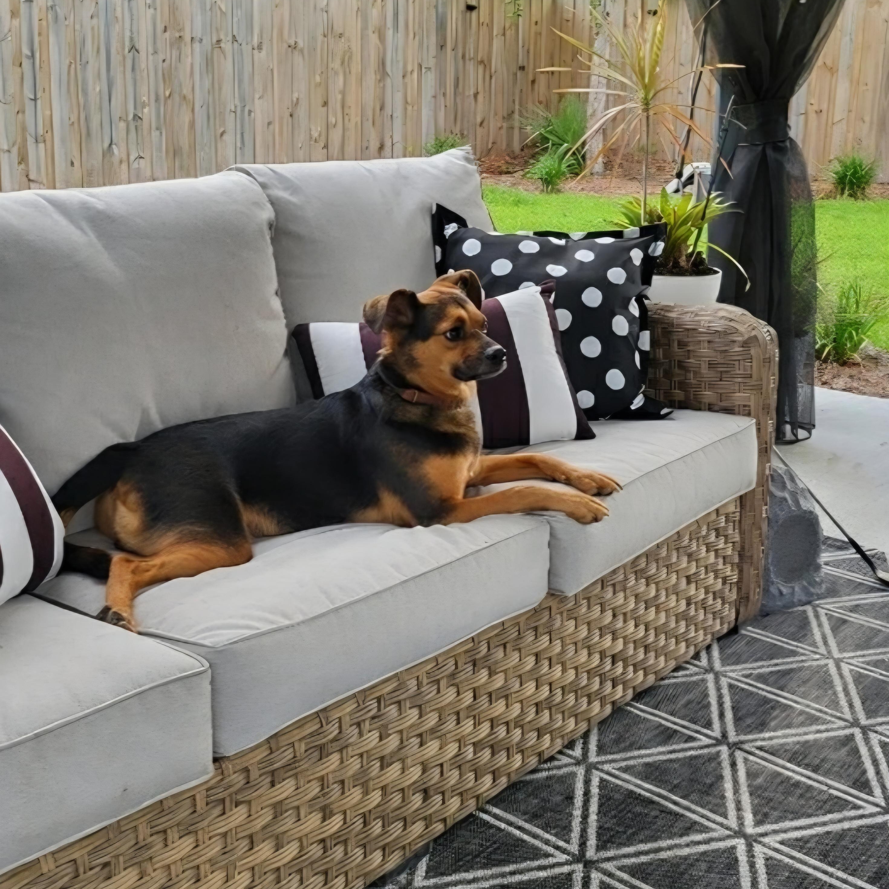 Enlarge Guido, a ADOPTABLE mixed breed in Greenville, SC image 2/2