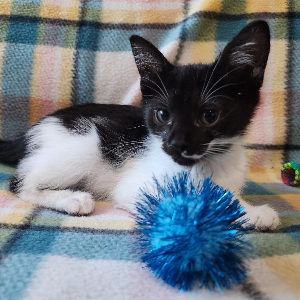 Enlarge TAZ, a Adoptable Domestic Short Hair in Graham, WA image 2/2