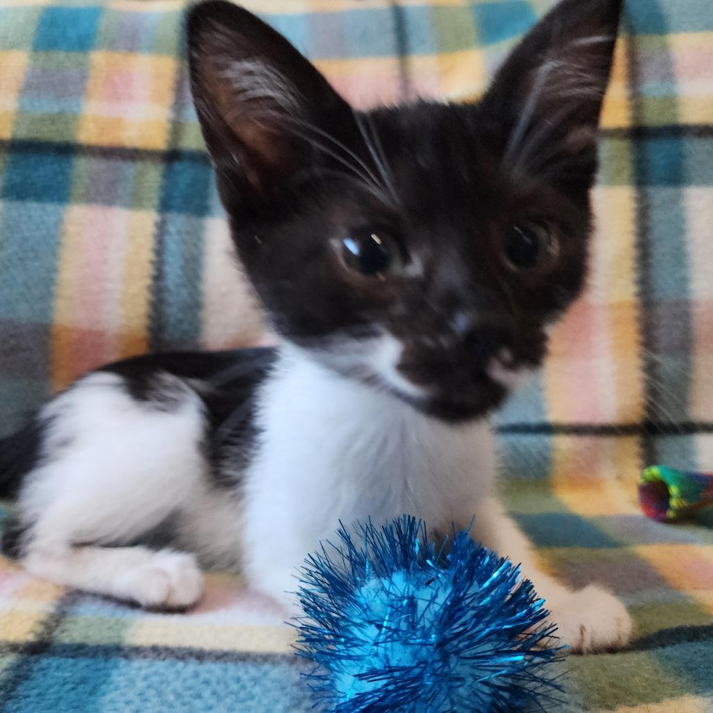 Enlarge TAZ, a Adoptable Domestic Short Hair in Graham, WA image 1/2