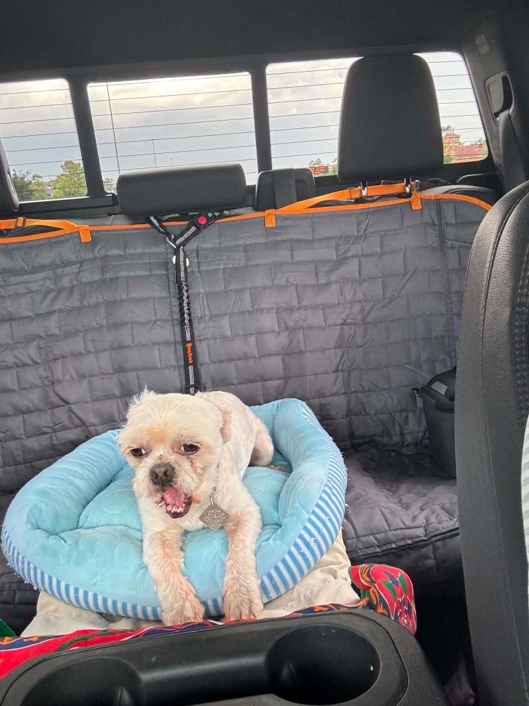 Enlarge Sammie, a Adoptable Shih Tzu in CONROE, TX image 3/6