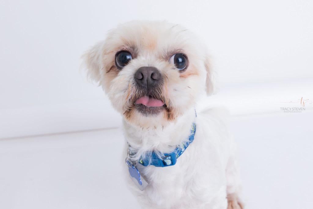 Enlarge Sammie, a Adoptable Shih Tzu in CONROE, TX image 1/6