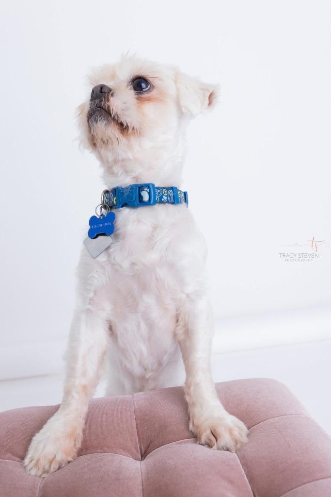 Enlarge Sammie, a Adoptable Shih Tzu in CONROE, TX image 4/6