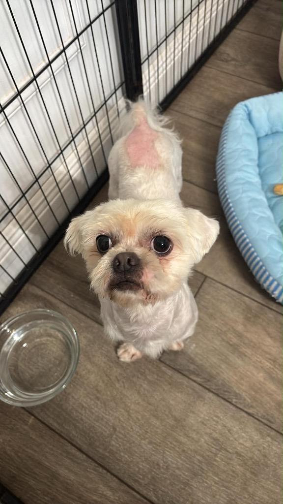Enlarge Sammie, a Adoptable Shih Tzu in CONROE, TX image 5/6