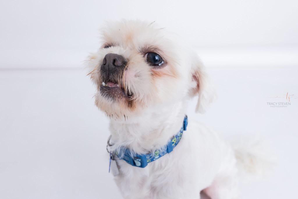 Enlarge Sammie, a Adoptable Shih Tzu in CONROE, TX image 6/6