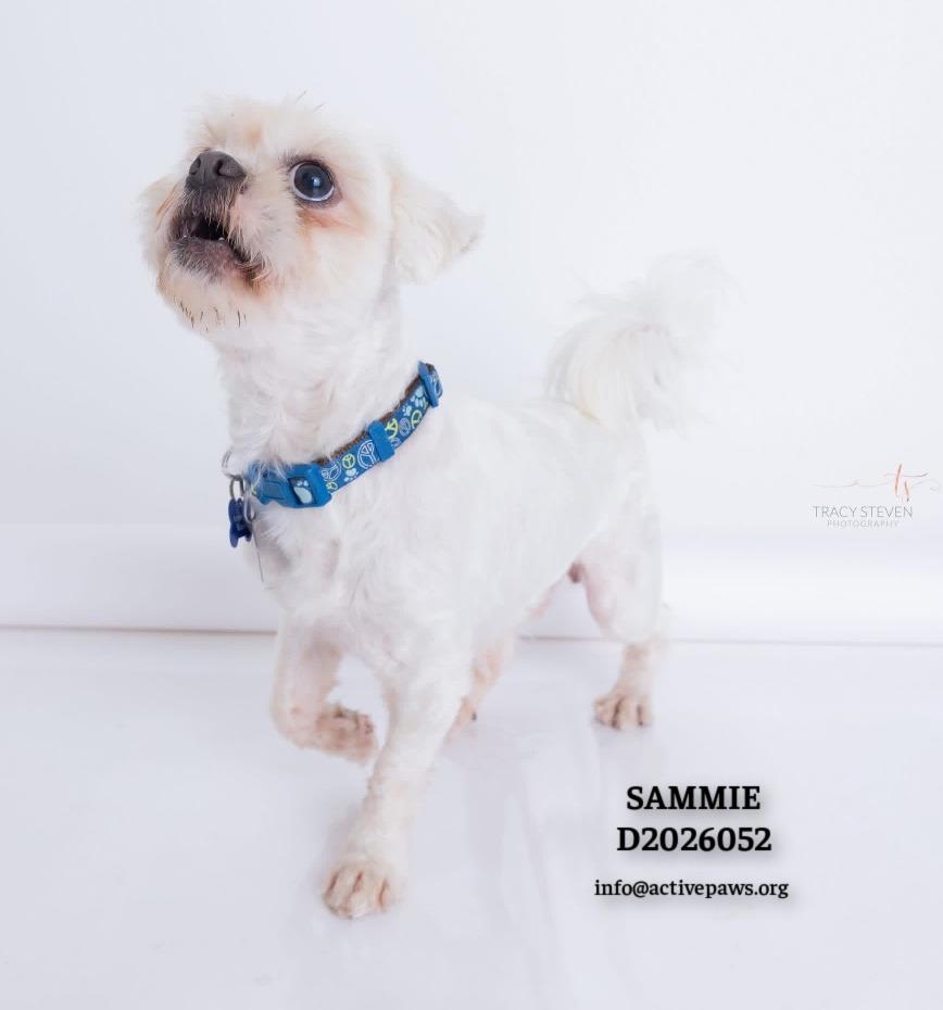 Sammie, Adoptable, Adult Male Shih Tzu.