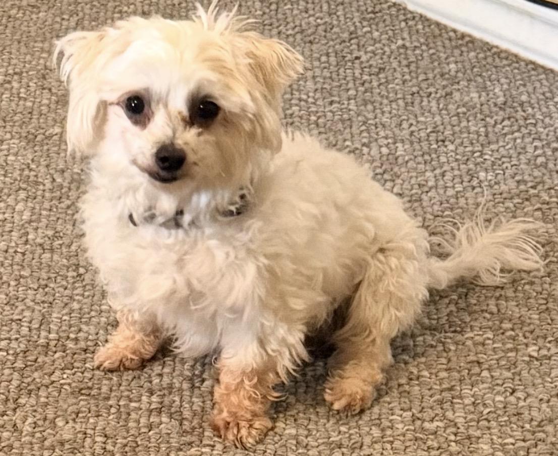 Spence , ADOPTABLE, Adult Male Maltese.