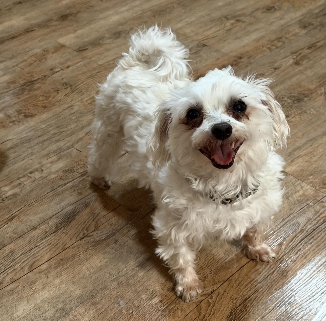 Enlarge Spence , a ADOPTABLE Maltese in Texarkana, TX image 2/3