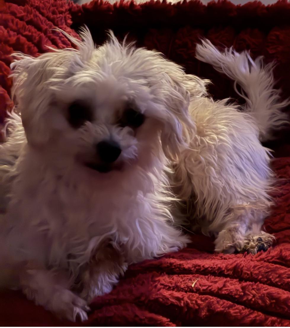 Enlarge Spence , a ADOPTABLE Maltese in Texarkana, TX image 3/3