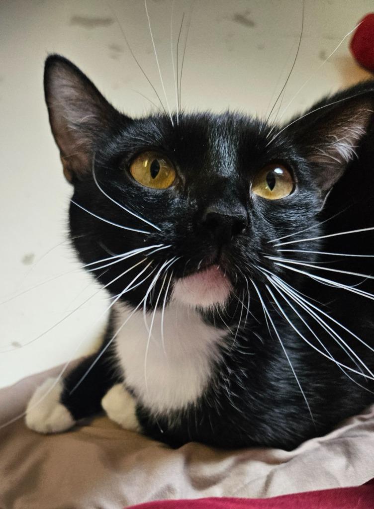 Deeleah, Adoptable, Kitten Female Domestic Short Hair.
