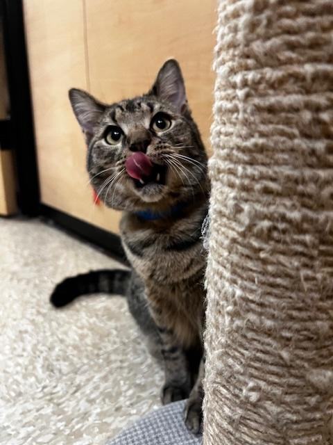 Enlarge CLARENCE. , an adoption pending Tabby in Waldorf, MD image 2/4