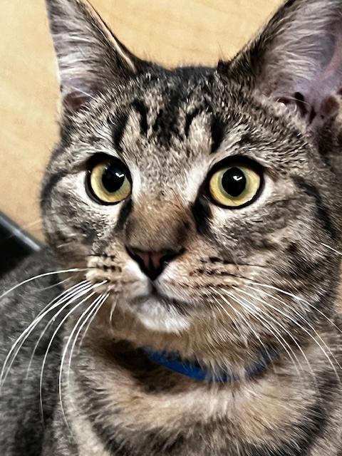 Enlarge CLARENCE. , an adoption pending Tabby in Waldorf, MD image 3/4