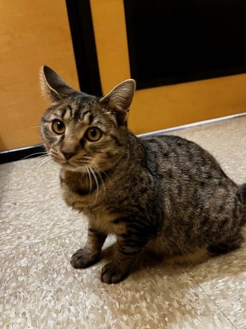 Enlarge CLARENCE. , an adoption pending Tabby in Waldorf, MD image 4/4