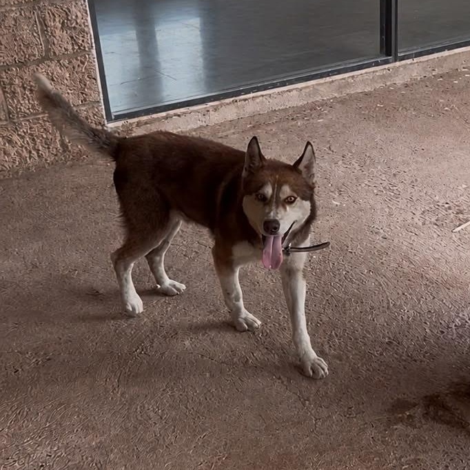 Enlarge Rojo, a Adoptable Siberian Husky in Tucson, AZ image 4/4