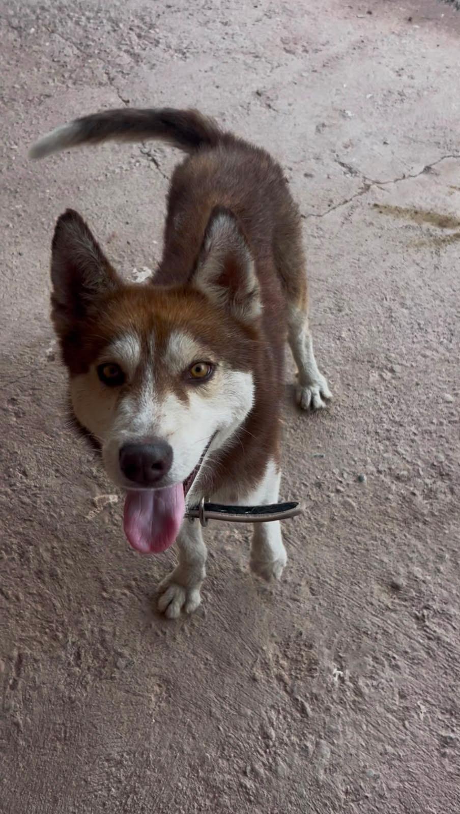 Enlarge Rojo, a Adoptable Siberian Husky in Tucson, AZ image 2/4
