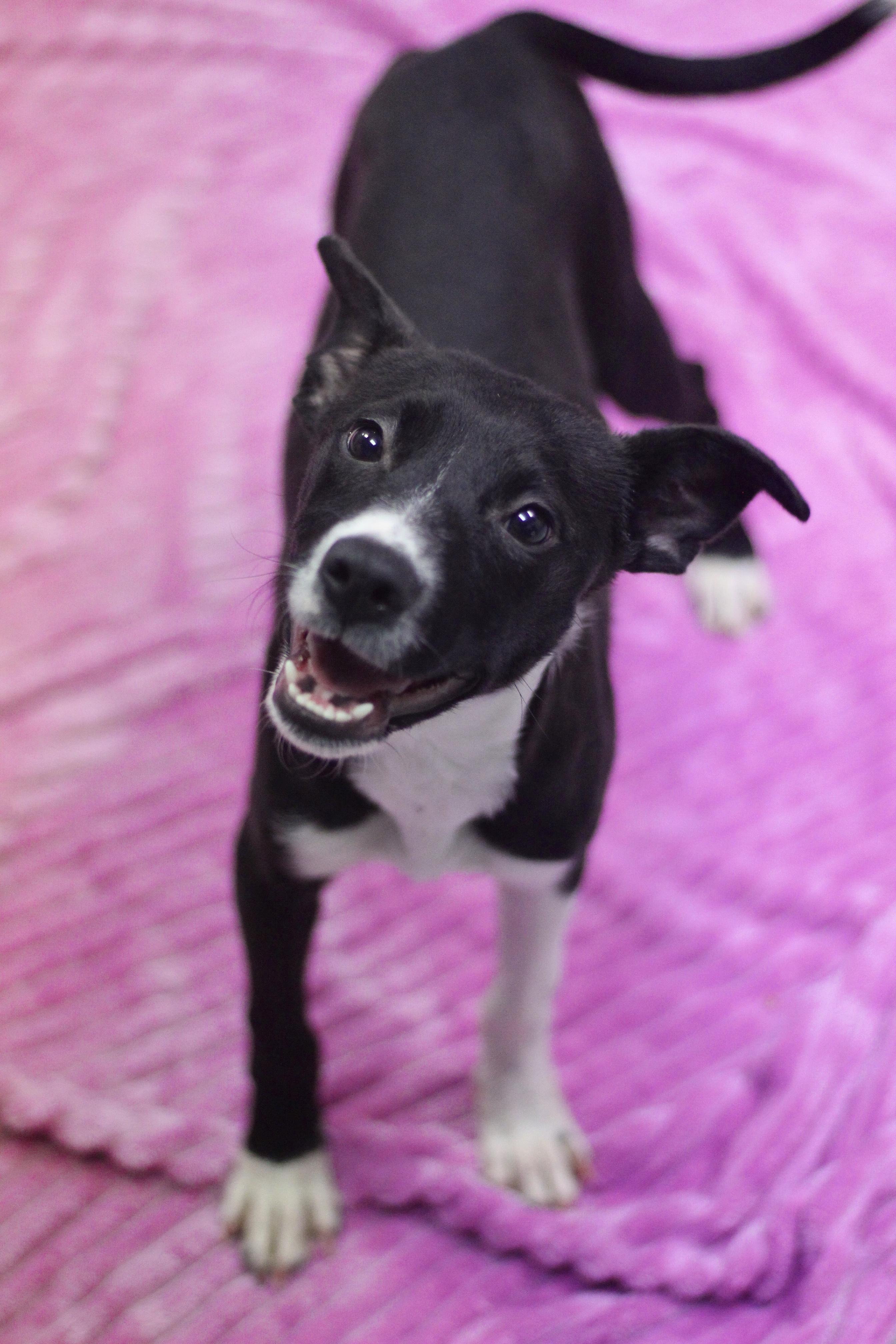 Devi in NH! Come Meet our Adoptable Dogs Wednesday-Saturday. More info in Bio!