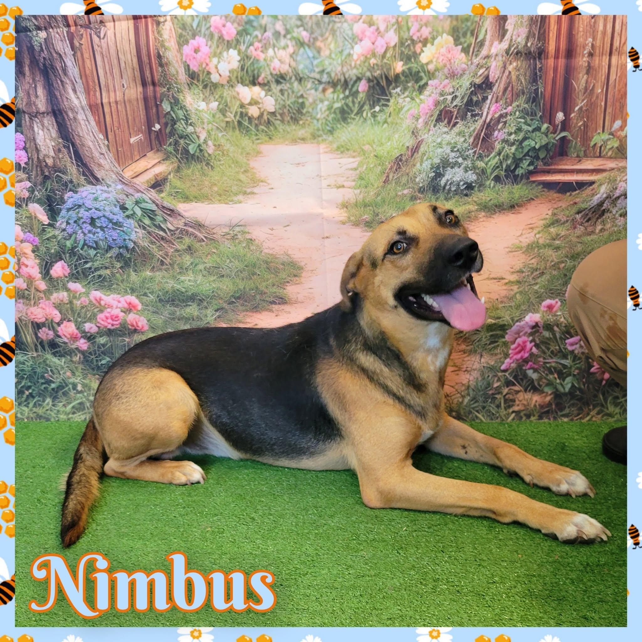 Enlarge Nimbus, a ADOPTABLE mixed breed in Daingerfield, TX image 1/2