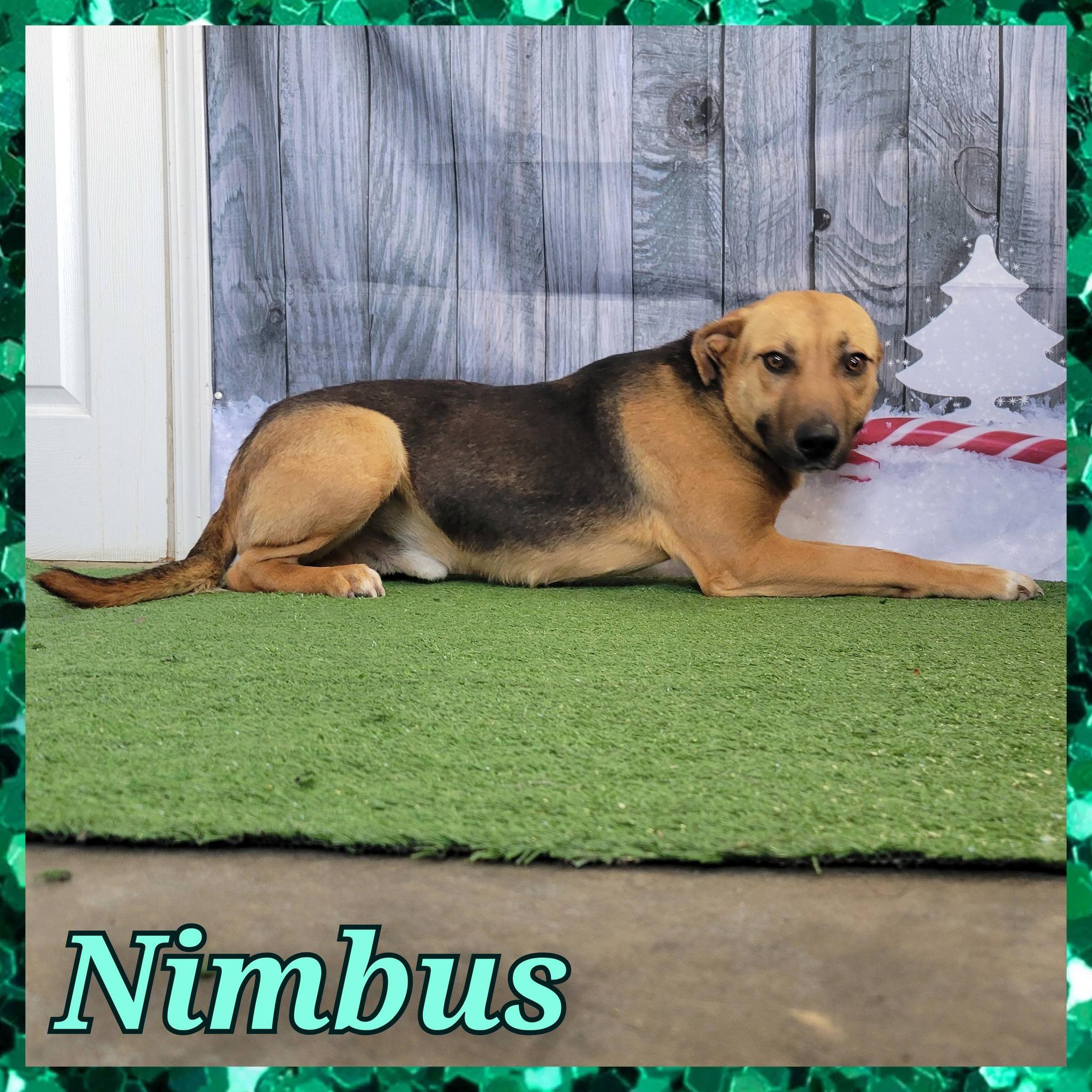 Enlarge Nimbus, a ADOPTABLE mixed breed in Daingerfield, TX image 1/1