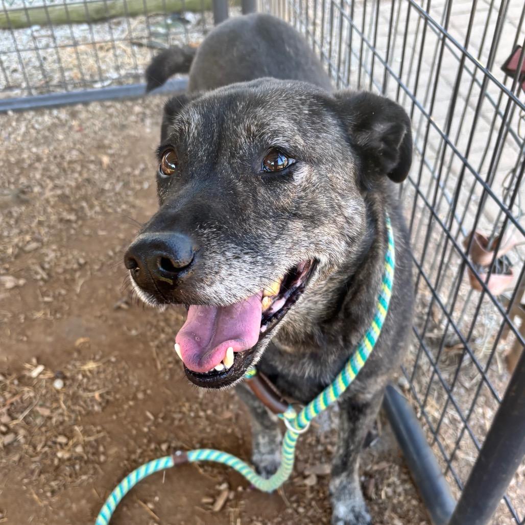 Enlarge Joffrey, a Adoptable mixed breed in Greenville, SC image 1/6