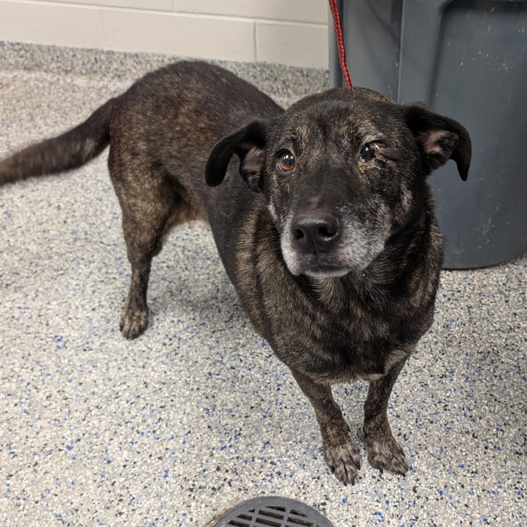Enlarge Joffrey, a Adoptable mixed breed in Greenville, SC image 3/6