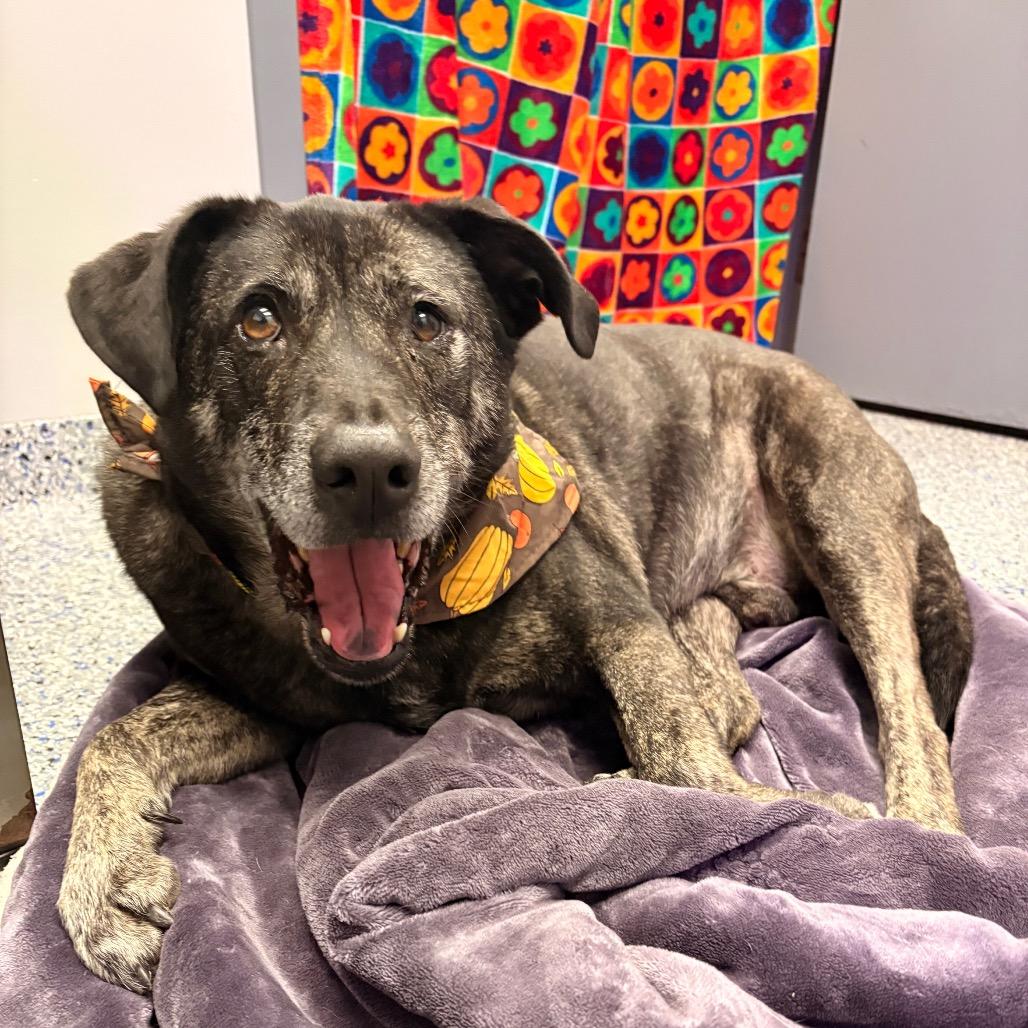 Enlarge Joffrey, a Adoptable mixed breed in Greenville, SC image 4/6