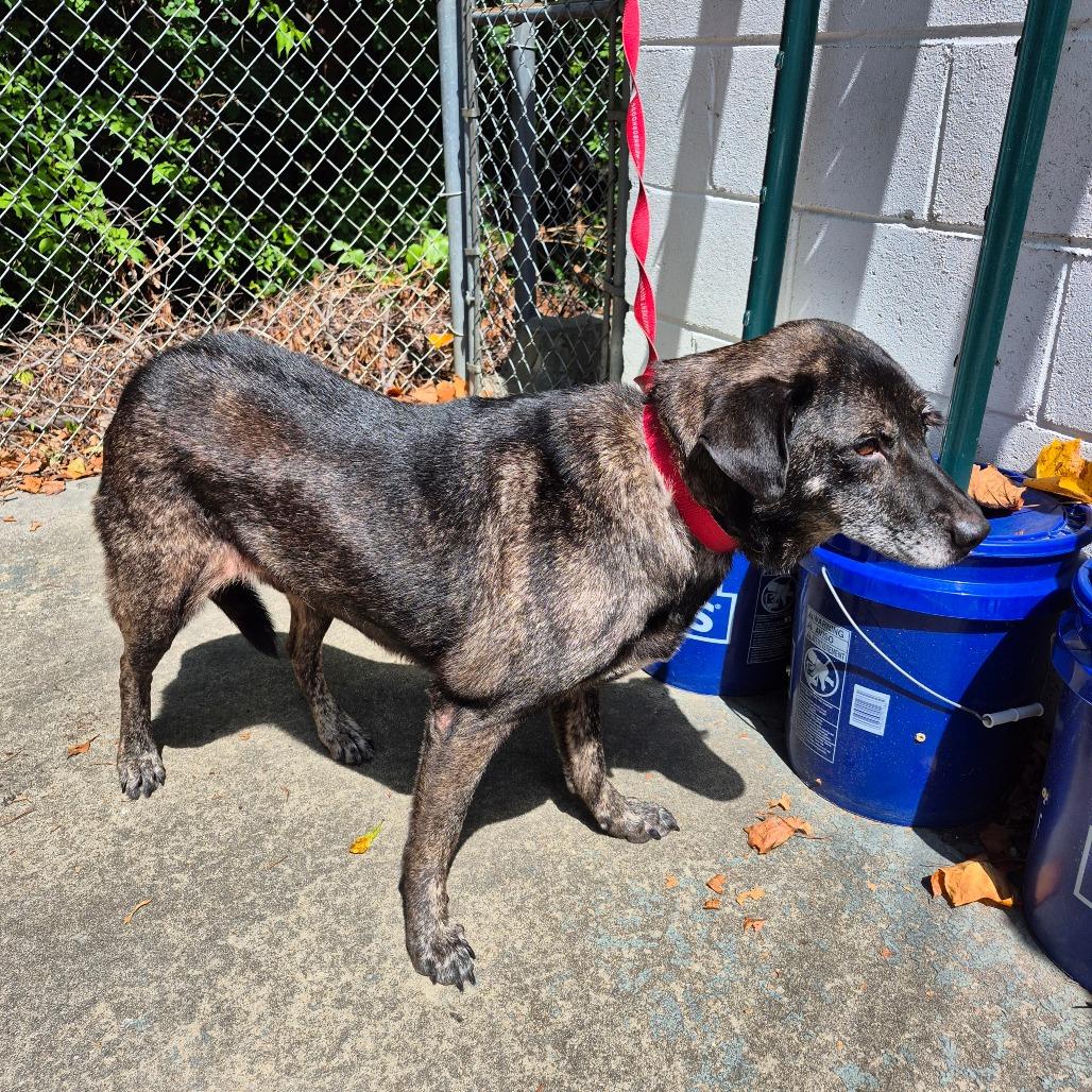 Enlarge Joffrey, a Adoptable mixed breed in Greenville, SC image 5/6