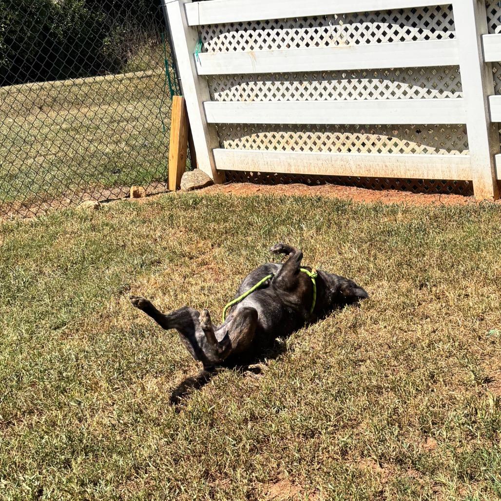 Enlarge Joffrey, a Adoptable mixed breed in Greenville, SC image 6/6