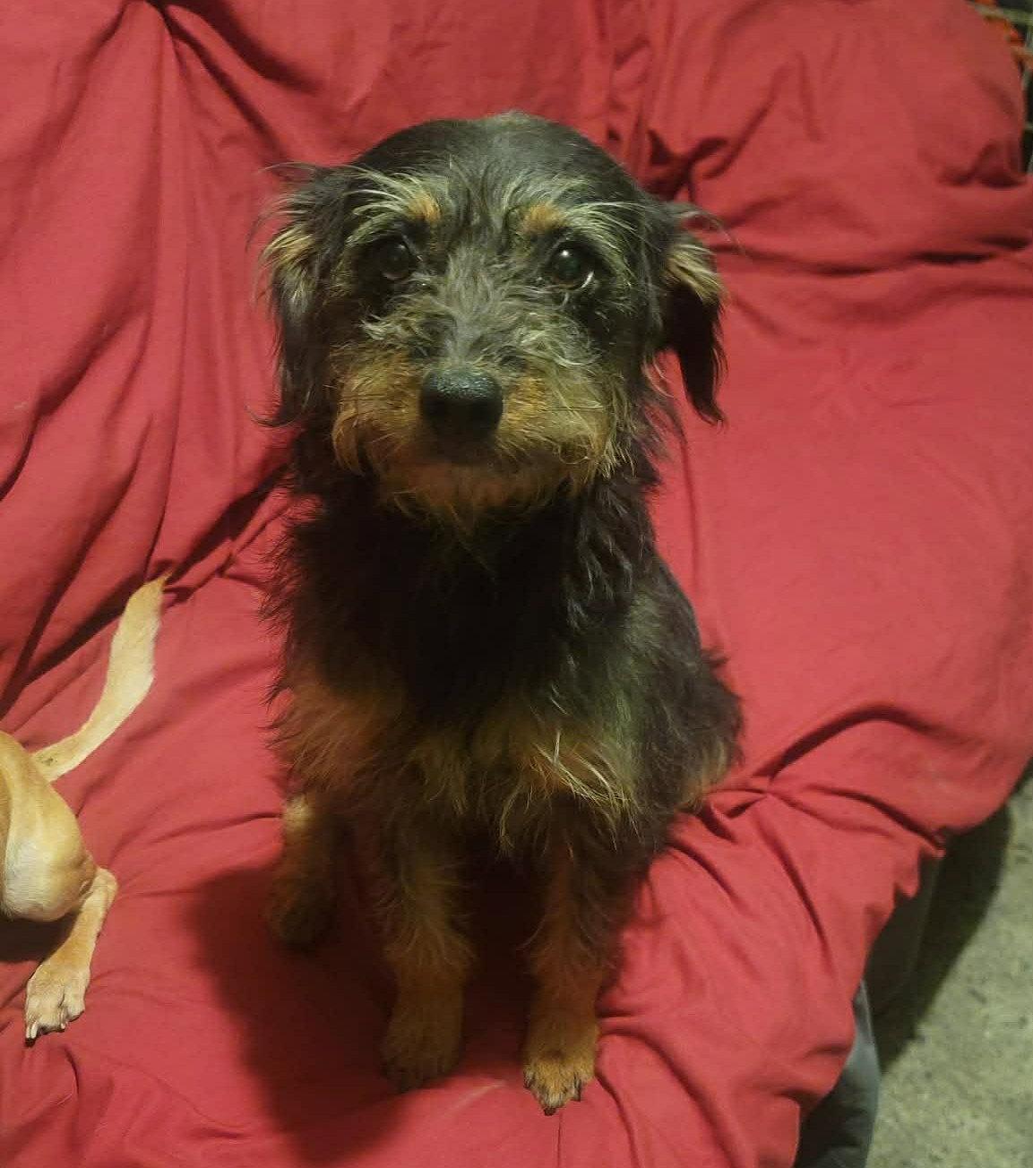 Enlarge Frida, a Adopted Terrier in Crystal, MN image 1/1