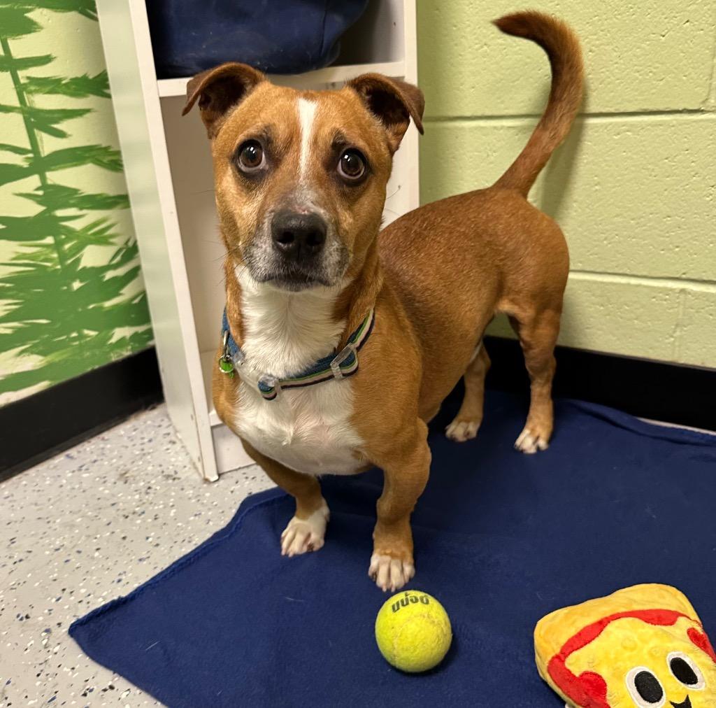 FritoPie, Adopted, Adult Male Dachshund.