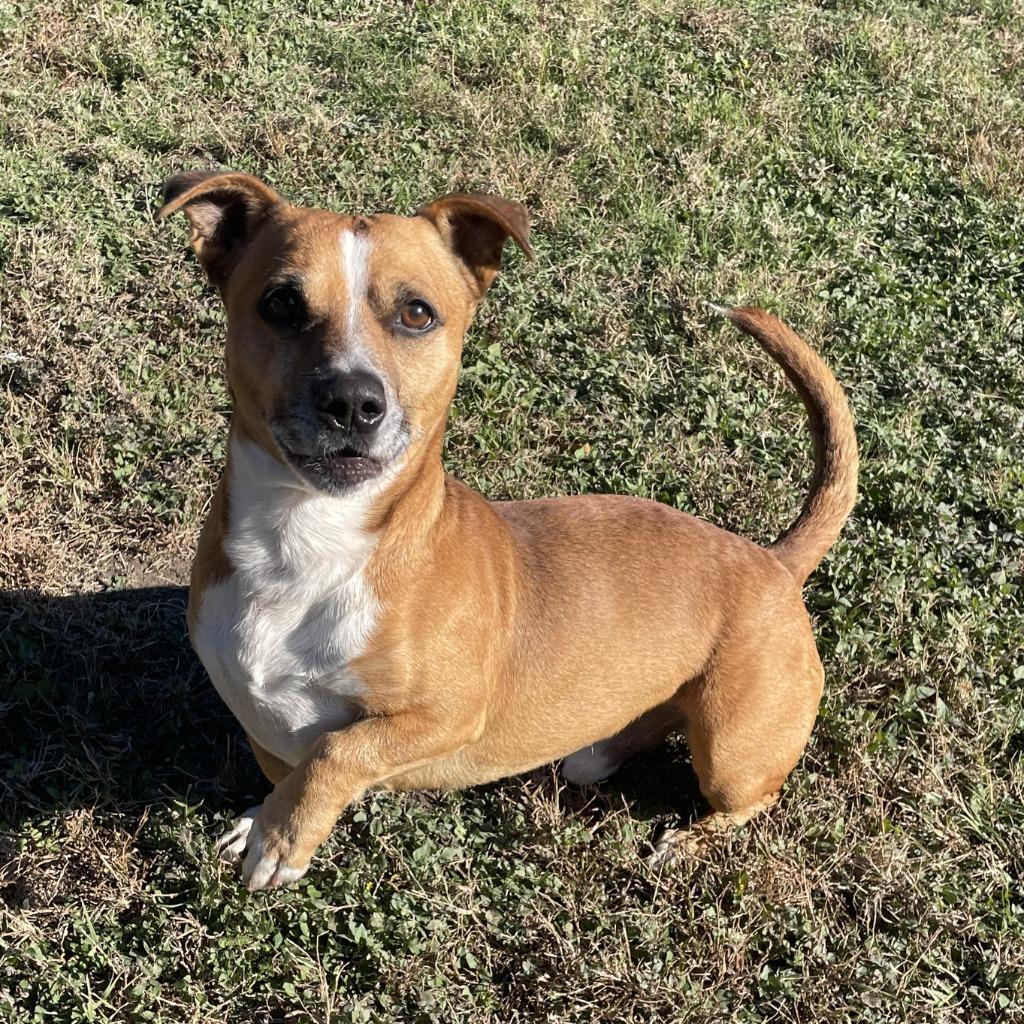 FritoPie, a Adopted mixed breed in Logan, UT image 2/2