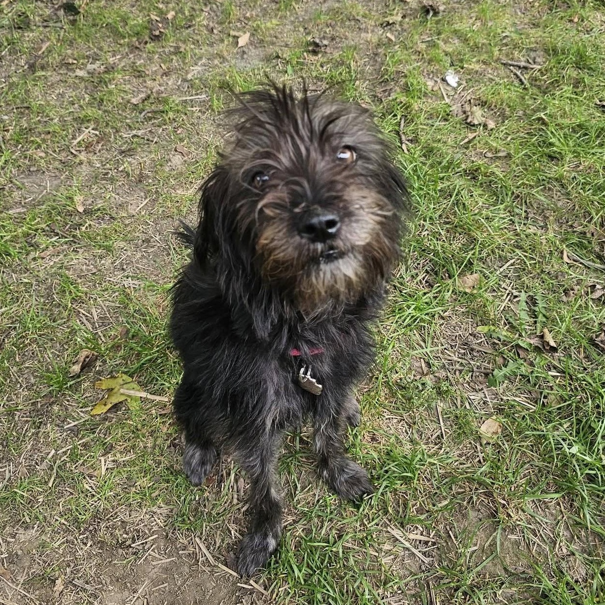 Enlarge Maxie, a Adoptable mixed breed in Grafton, OH image 2/4