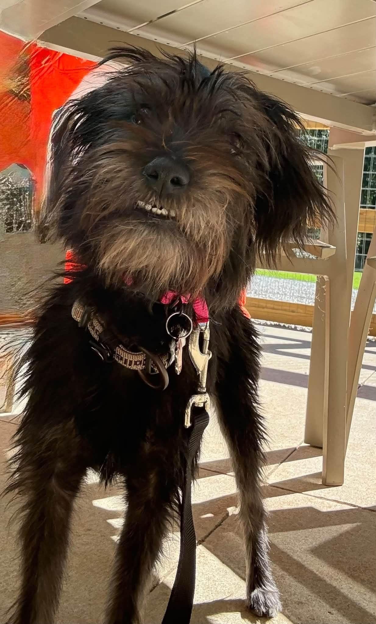 Enlarge Maxie, a Adoptable mixed breed in Grafton, OH image 3/4