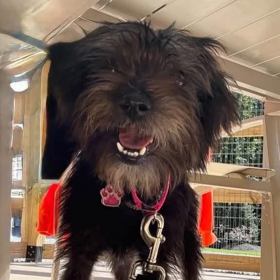 Maxie, Adoptable, Young Female Miniature Schnauzer.